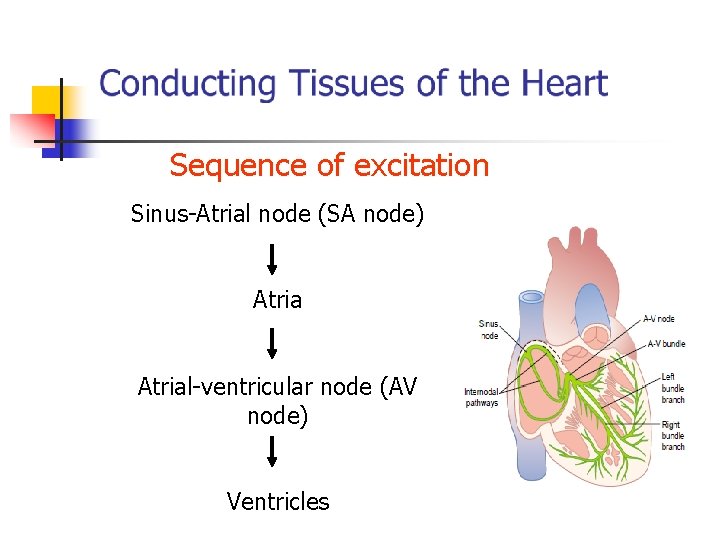 Sequence of excitation Sinus-Atrial node (SA node) Atrial-ventricular node (AV node) Ventricles 