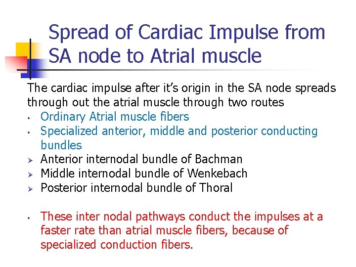 Spread of Cardiac Impulse from SA node to Atrial muscle The cardiac impulse after