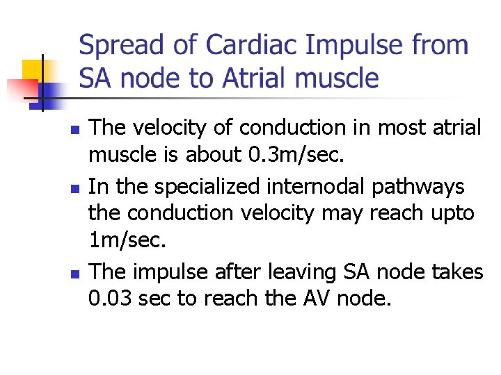 n n n The velocity of conduction in most atrial muscle is about 0.