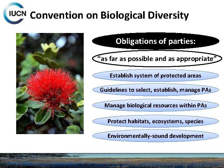 Convention on Biological Diversity Obligations of parties: “as far as possible and as appropriate”