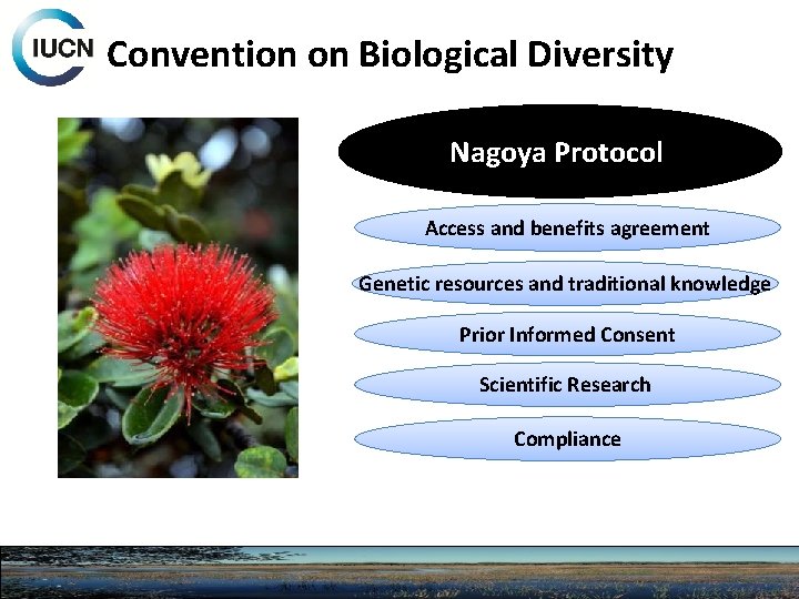 Convention on Biological Diversity Nagoya Protocol Access and benefits agreement Genetic resources and traditional