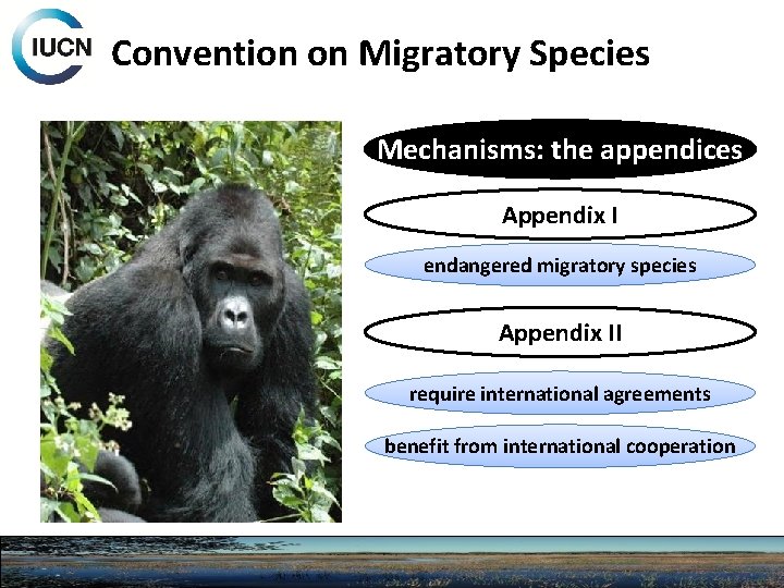 Convention on Migratory Species Mechanisms: the appendices Appendix I endangered migratory species Appendix II