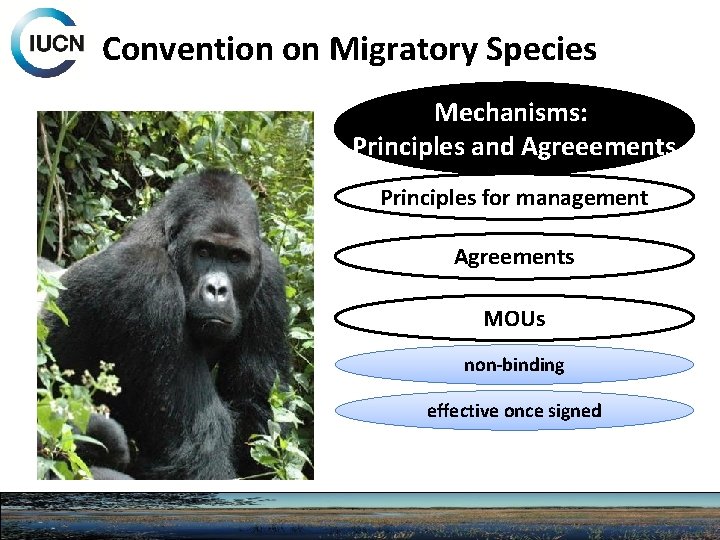 Convention on Migratory Species Mechanisms: Principles and Agreeements Principles for management Agreements MOUs non-binding