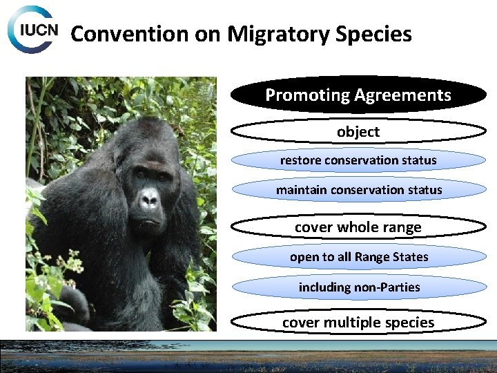 Convention on Migratory Species Promoting Agreements object restore conservation status maintain conservation status cover