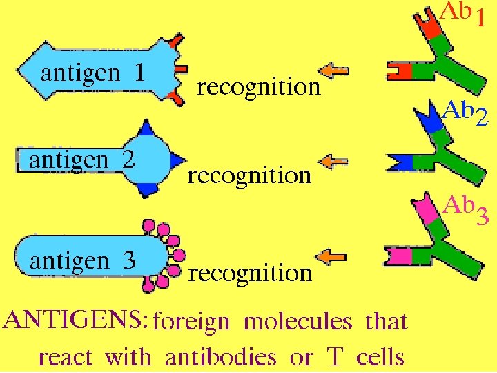 11 Antigen: interaction 2/27/2021 