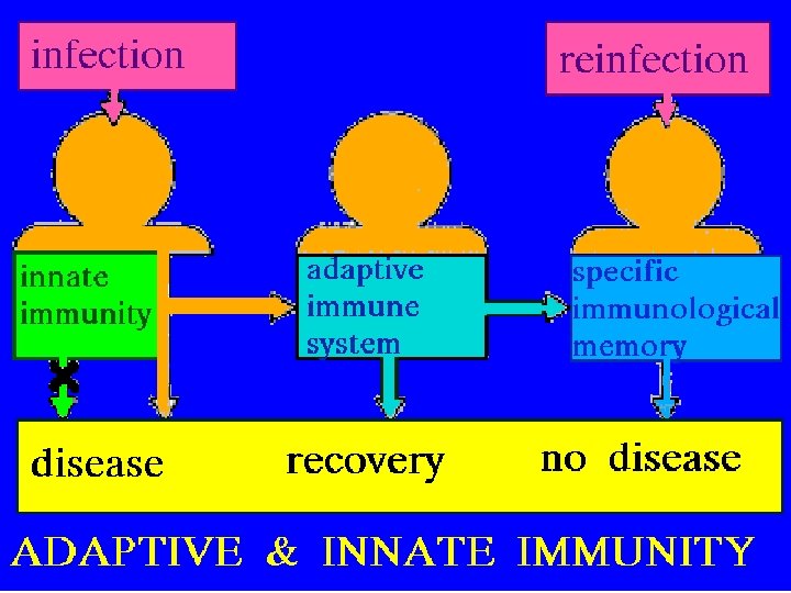 13 Adaptive vs Innate Immunity 2/27/2021 