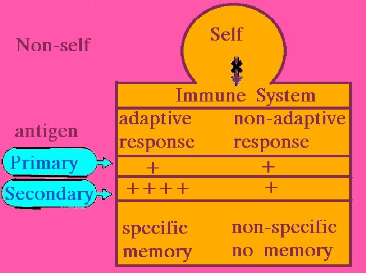 14 Primary vs Secondary Responses 2/27/2021 