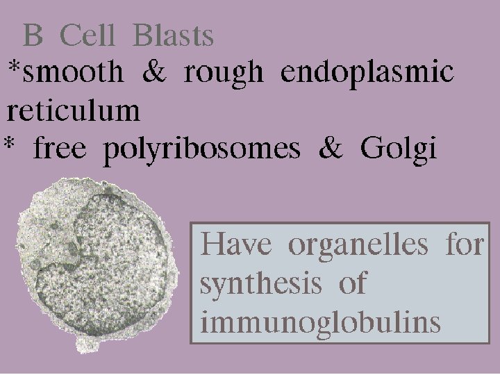 17 B cell blasts 2/27/2021 