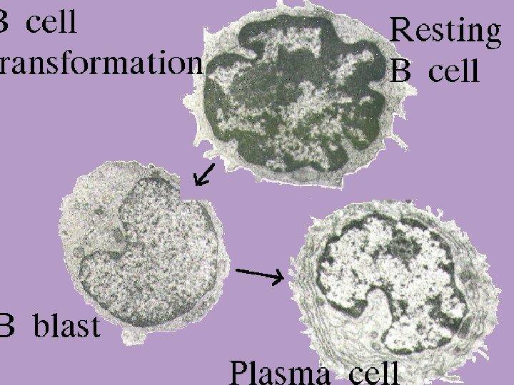 18 B Cell Transformation 2/27/2021 