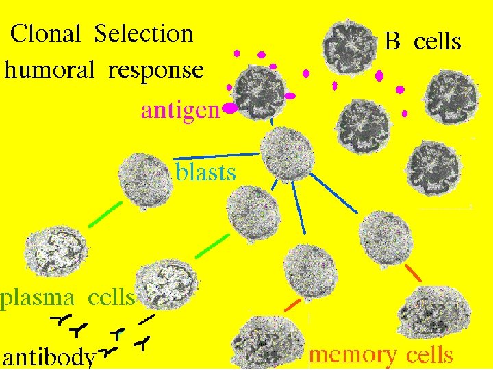 19 Clonal Selection: B cells 2/27/2021 