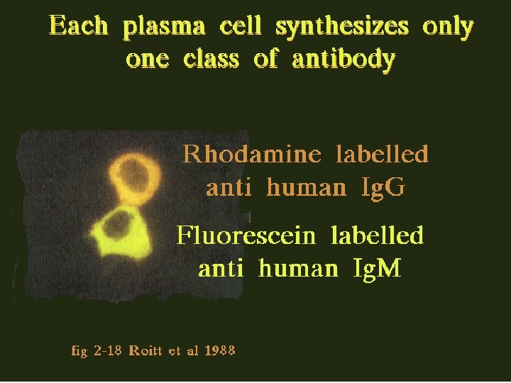 21 Plasma cell function 2/27/2021 