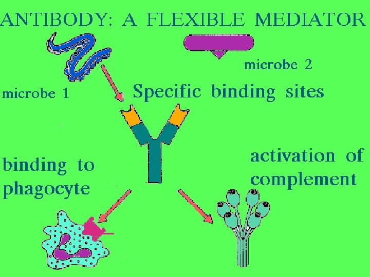 22 Antibody: a Flexible mediator 2/27/2021 