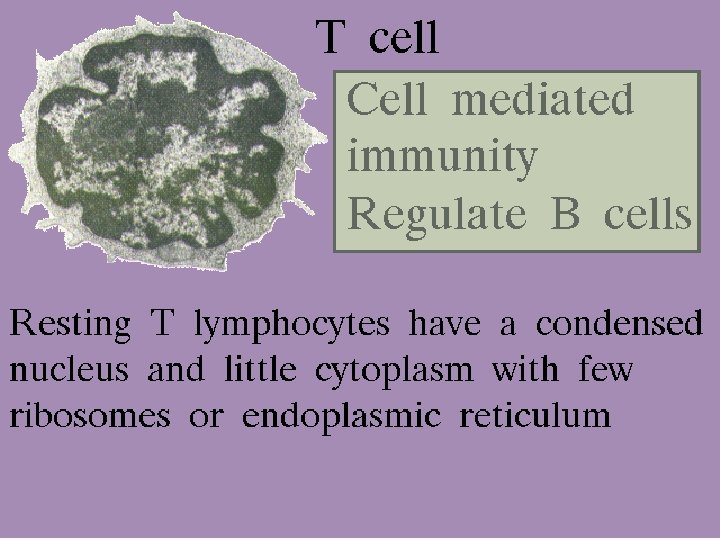 28 T cells 2/27/2021 