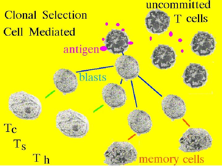 29 Cell mediated clonal selection 2/27/2021 