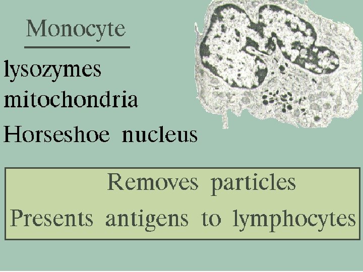 33 Monocyte 2/27/2021 