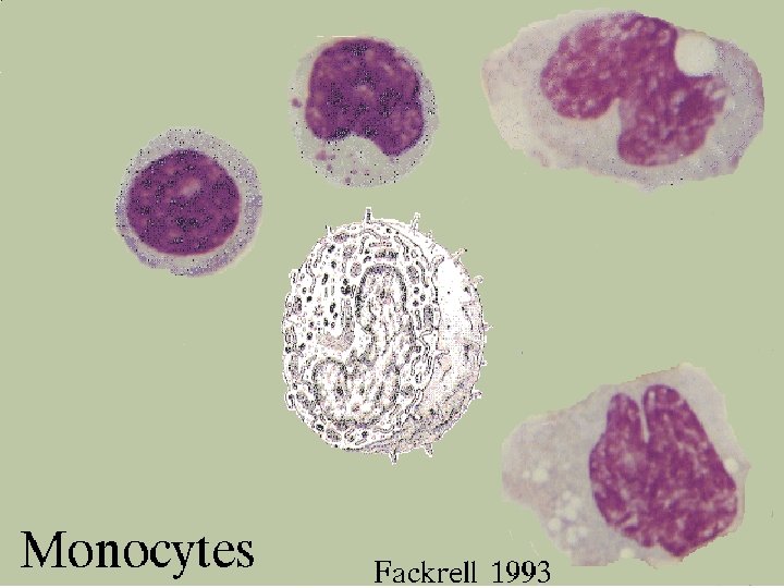 34 Monocyte structure 2/27/2021 