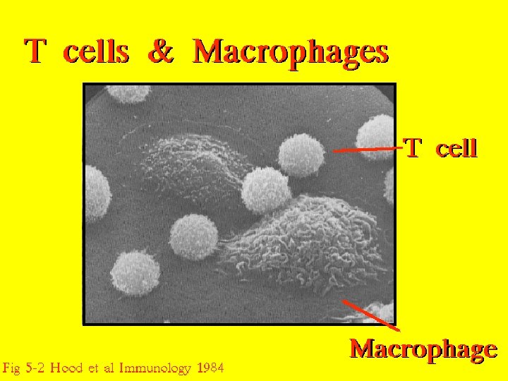 36 Macrophages & T cells 2/27/2021 