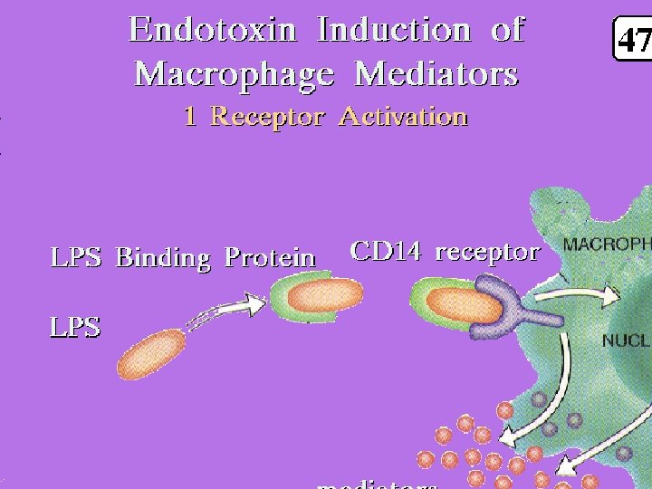 38 Macrophage mediatiors: CD 14 receptor 2/27/2021 