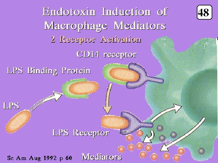 39 Macrophage mediators: CD 14 & LPS receptors 2/27/2021 