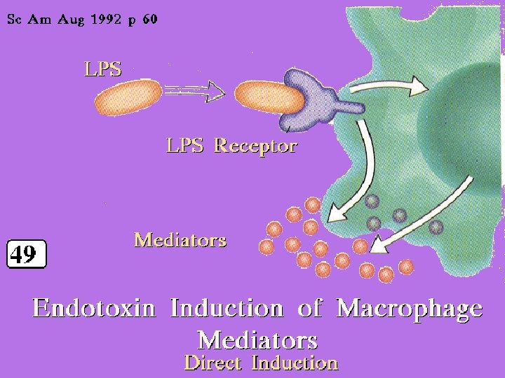 40 Endotoxin induction of Macrophage mediators: direct induction 2/27/2021 