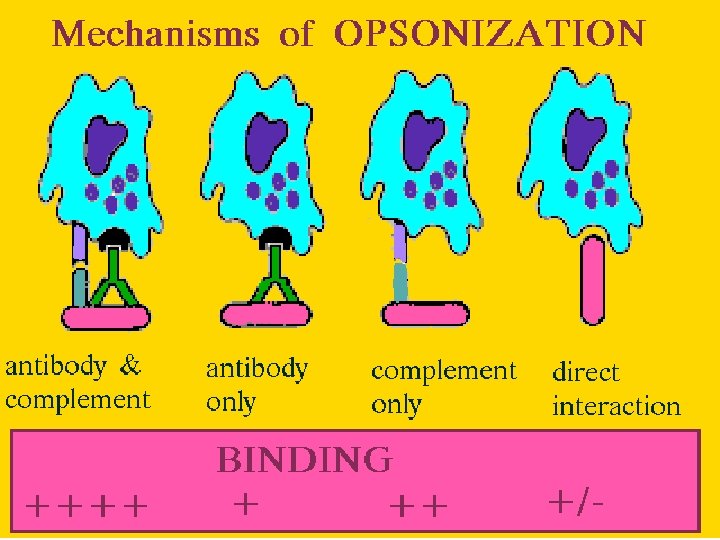 41 Oponsization: mechanisms 2/27/2021 