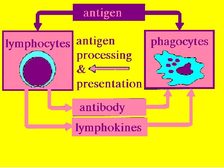 44 Antigen Processing 2/27/2021 