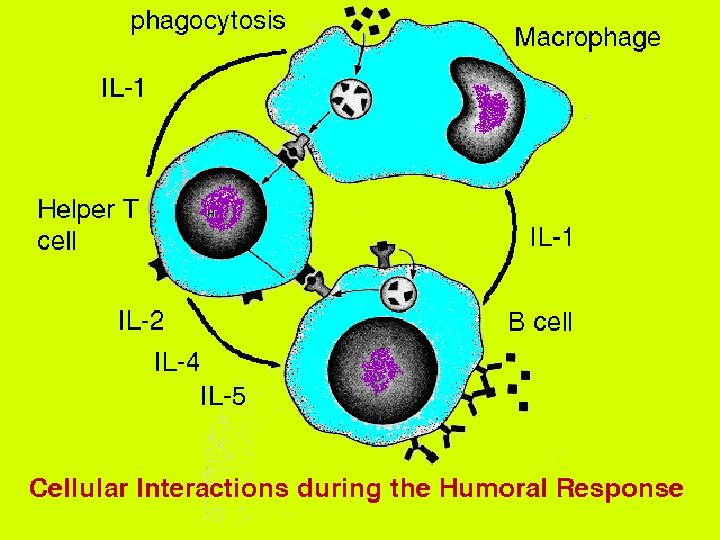 45 Cellular interactions during the humoral response 2/27/2021 