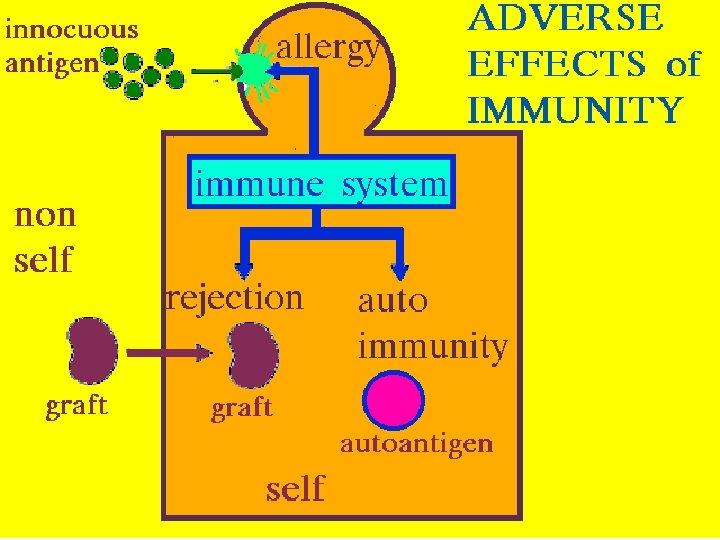 48 Adverse effects of Immunity 2/27/2021 