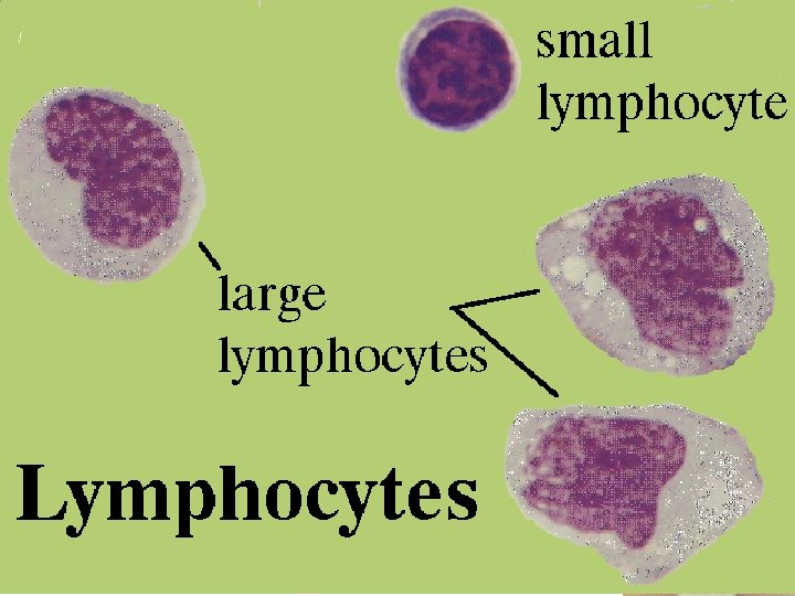 9 Lymphocytes 2/27/2021 