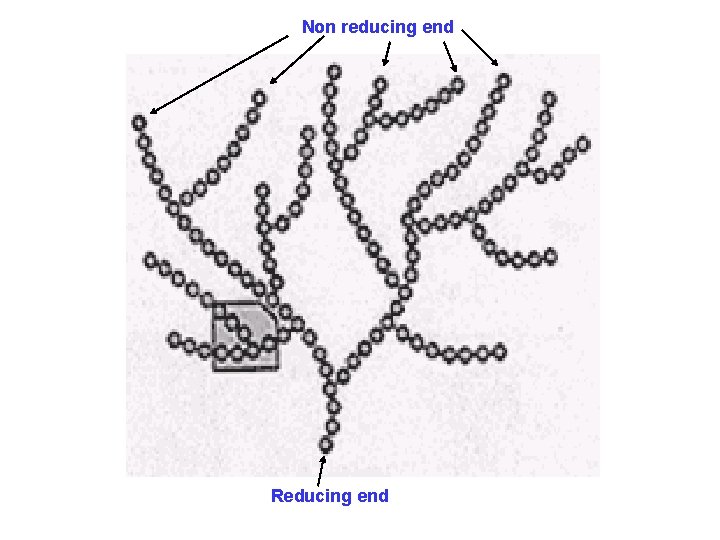 Non reducing end Reducing end 