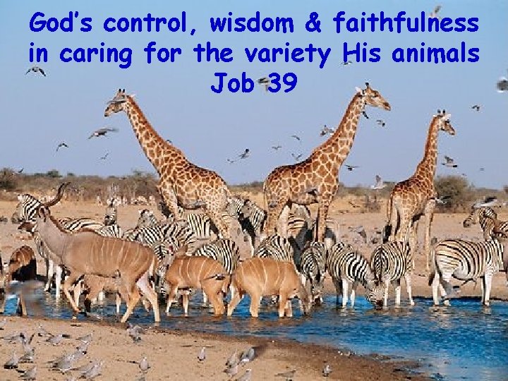 God’s control, wisdom & faithfulness in caring for the variety His animals Job 39