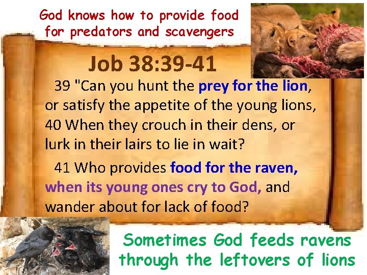 God knows how to provide food for predators and scavengers Job 38: 39 -41