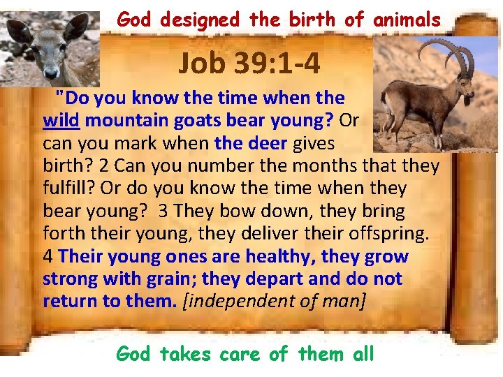 God designed the birth of animals Job 39: 1 -4 "Do you know the