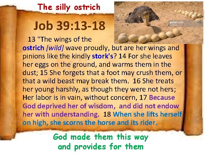 The silly ostrich Job 39: 13 -18 13 "The wings of the ostrich [wild]