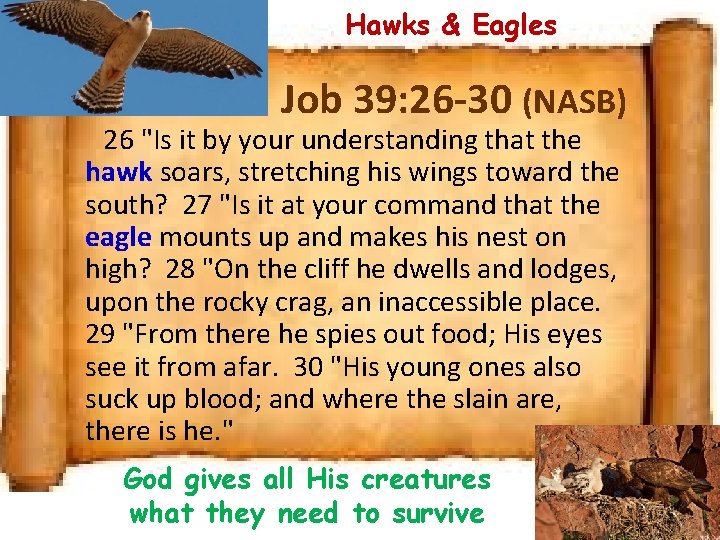 Hawks & Eagles Job 39: 26 -30 (NASB) 26 "Is it by your understanding