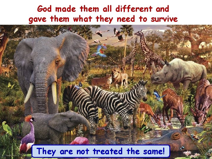 God made them all different and gave them what they need to survive They