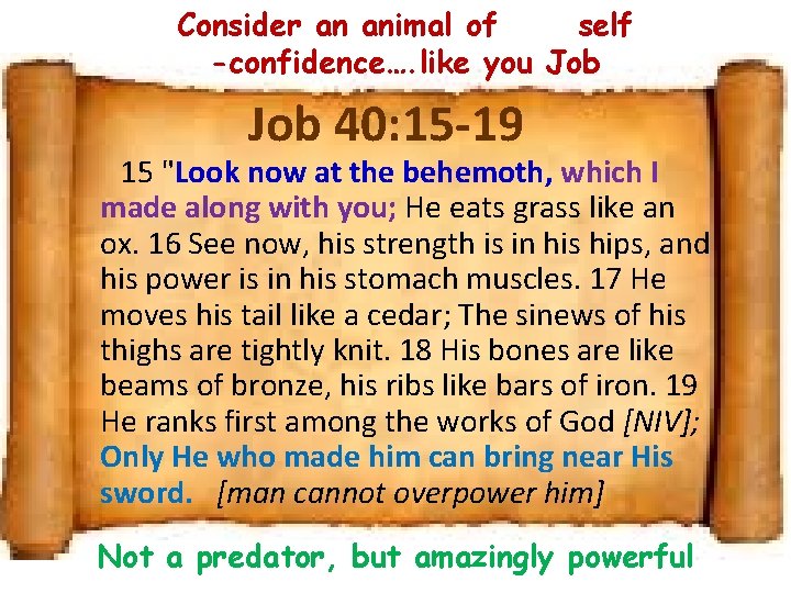 Consider an animal of self -confidence…. like you Job 40: 15 -19 15 "Look
