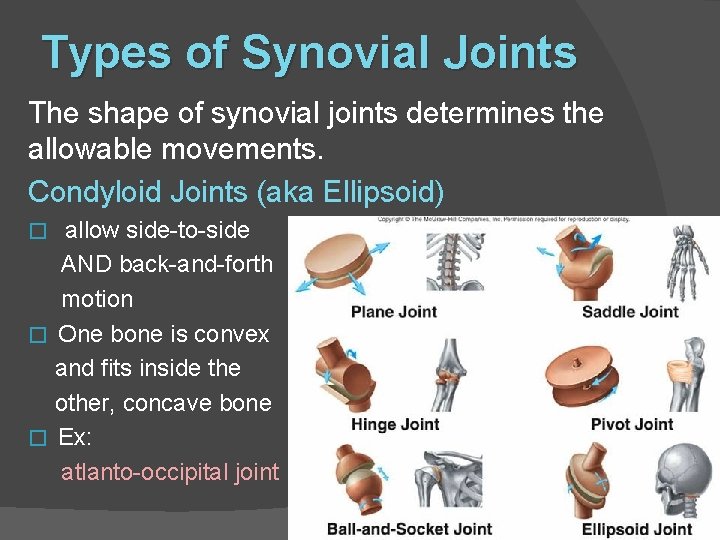 Types of Synovial Joints The shape of synovial joints determines the allowable movements. Condyloid