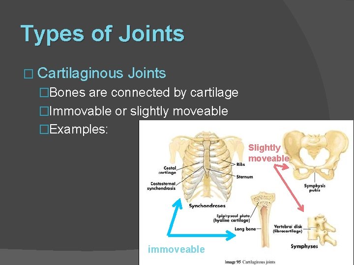 Types of Joints � Cartilaginous Joints �Bones are connected by cartilage �Immovable or slightly