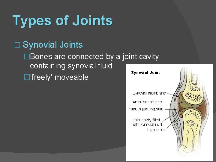 Types of Joints � Synovial Joints �Bones are connected by a joint cavity containing