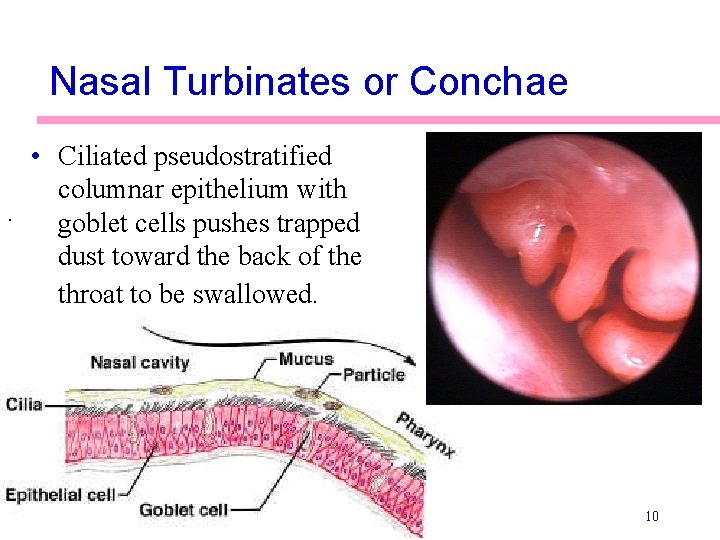 Nasal Turbinates or Conchae • Ciliated pseudostratified columnar epithelium with. goblet cells pushes trapped