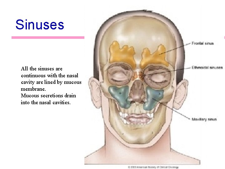 Sinuses All the sinuses are continuous with the nasal cavity are lined by mucous