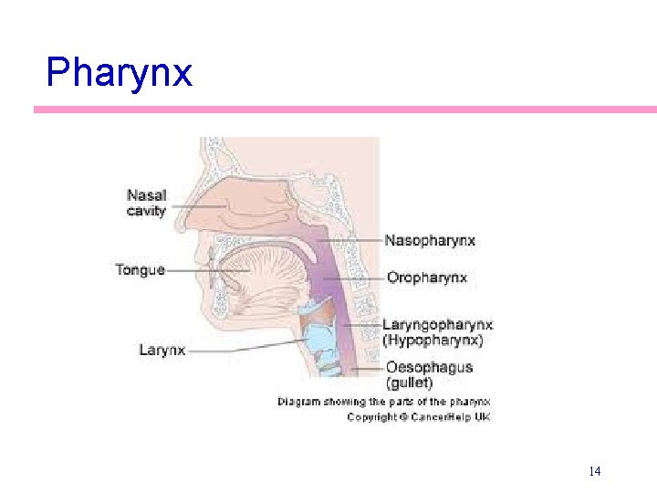 Pharynx 14 