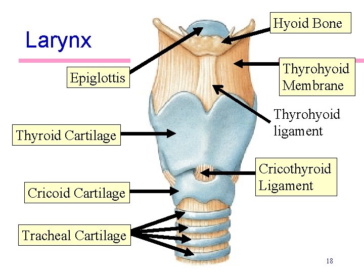 Larynx Epiglottis Thyroid Cartilage Cricoid Cartilage Hyoid Bone Thyrohyoid Membrane Thyrohyoid ligament Cricothyroid Ligament