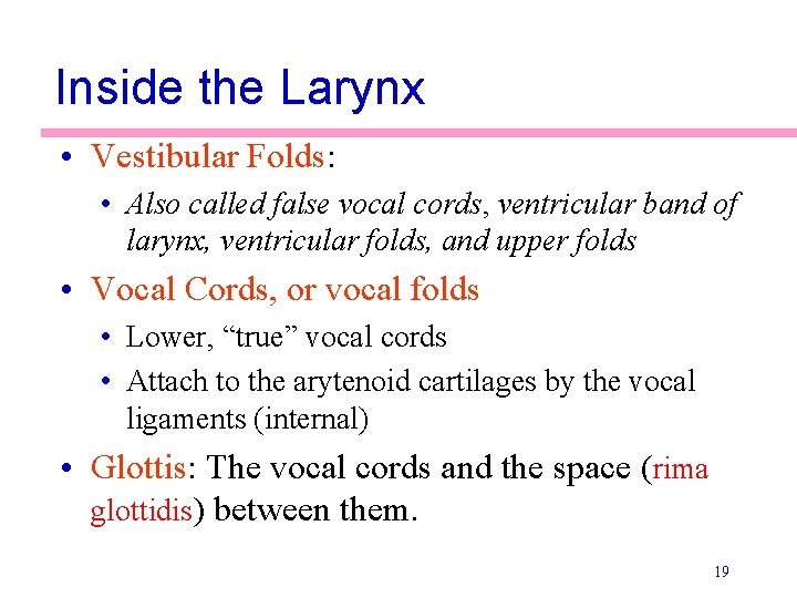 Inside the Larynx • Vestibular Folds: • Also called false vocal cords, ventricular band