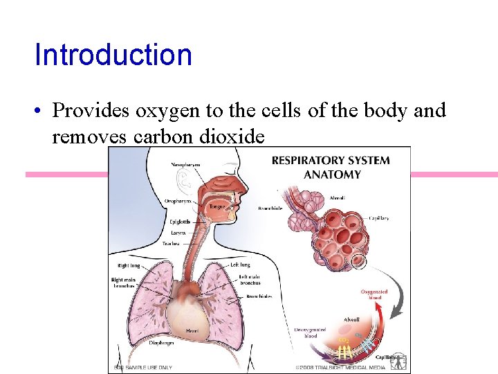 Introduction • Provides oxygen to the cells of the body and removes carbon dioxide