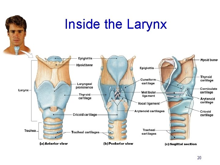 Inside the Larynx 20 