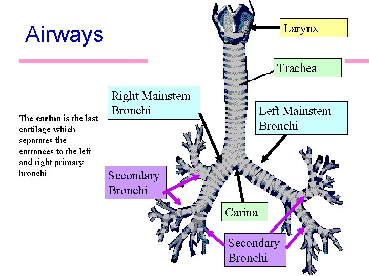 Larynx Airways Trachea The carina is the last cartilage which separates the entrances to