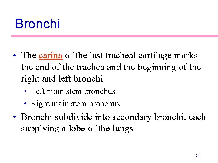 Bronchi • The carina of the last tracheal cartilage marks the end of the