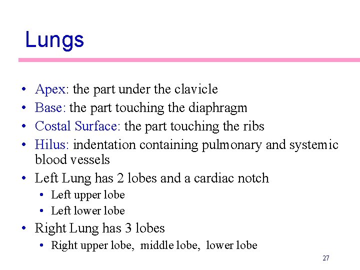 Lungs • • Apex: the part under the clavicle Base: the part touching the